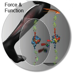 force & function