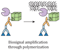 enzyme_malinowska