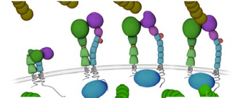 integrins