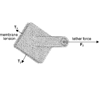 measuringcell