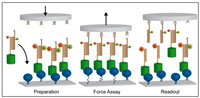 2014-plosone-aschenbrenner